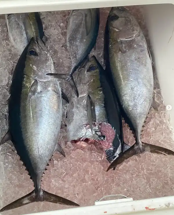 Blackfin Tuna fishing Miami