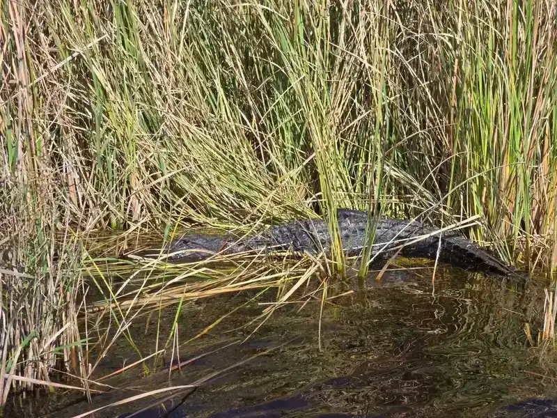 Florida Everglades waterway with mangroves