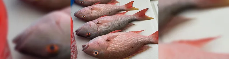 Mutton Snapper