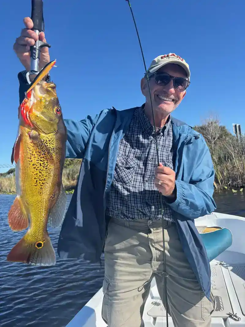 Peacock bass caught on a Fishing With Lester Everglades trip