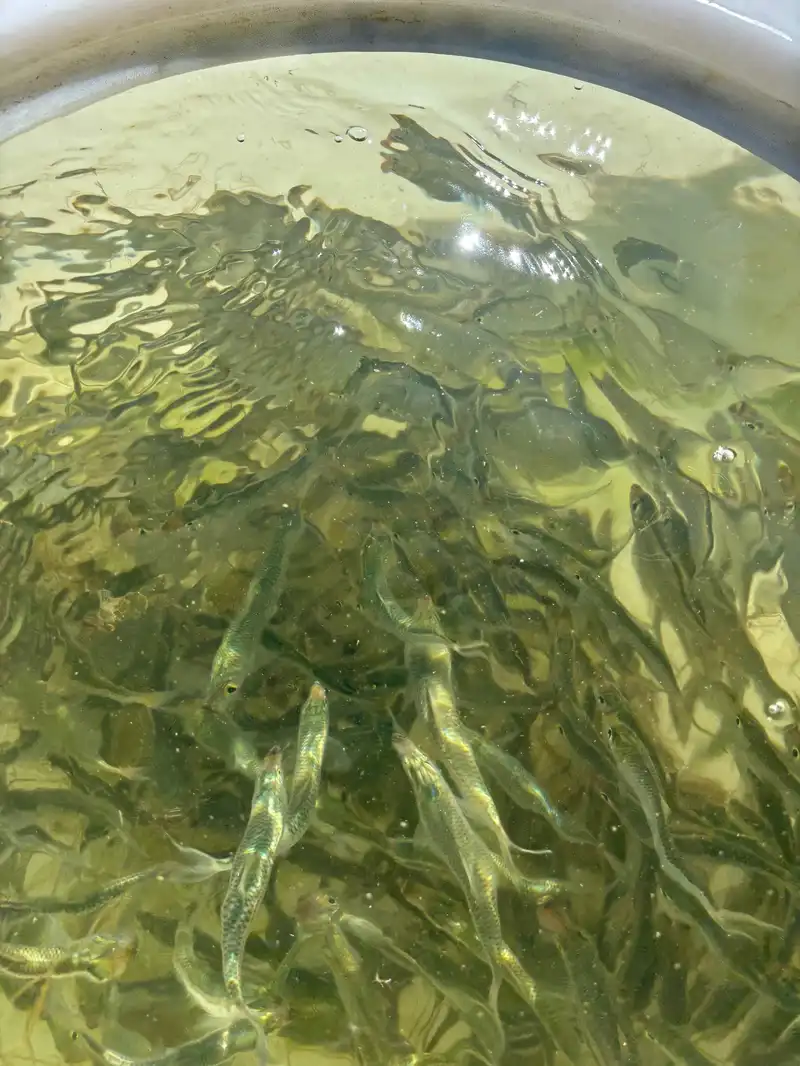 Fresh live pilchards at Haulover Inlet