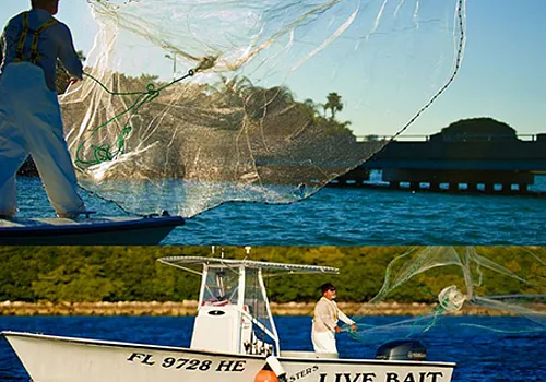 Live bait 1 at Haulover Inlet Miami