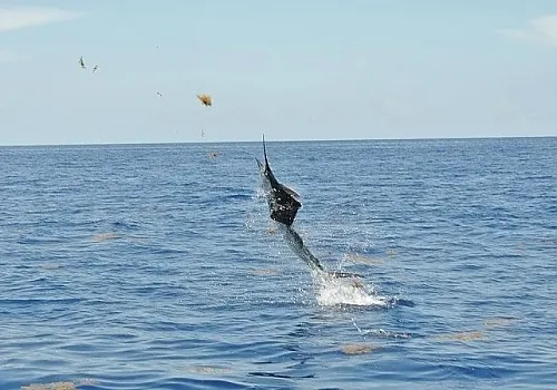 Live bait 5 at Haulover Inlet Miami