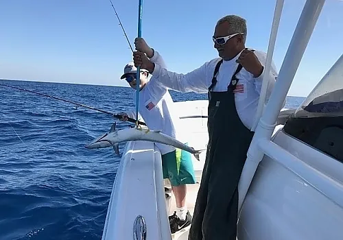 Live bait 9 at Haulover Inlet Miami