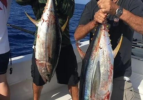 Live bait 10 at Haulover Inlet Miami