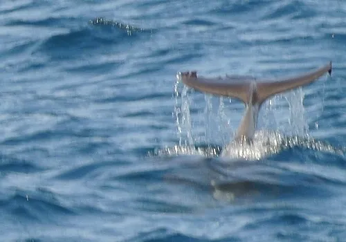 Fishing charter catch 13 at Haulover Inlet Miami