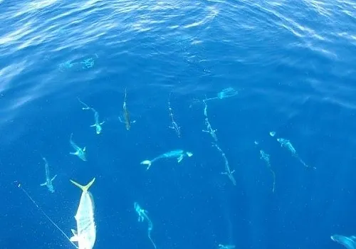 Fishing charter catch 15 at Haulover Inlet Miami