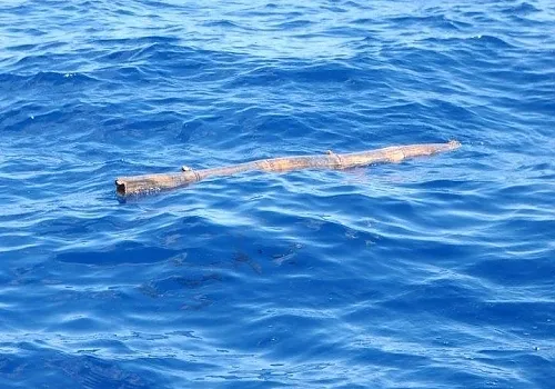 Fishing charter catch 20 at Haulover Inlet Miami