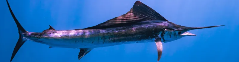 Sailfish fishing Miami