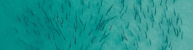 Tarpon fishing Miami