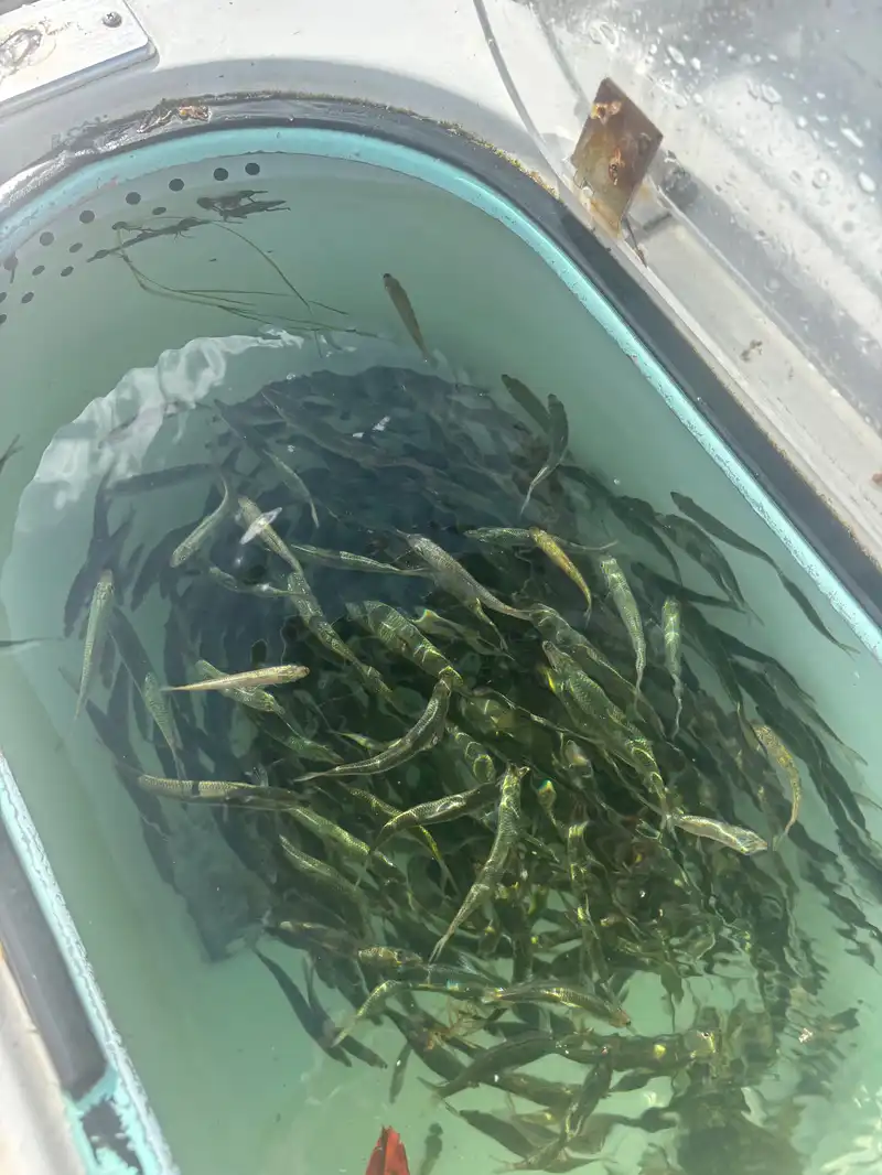 Live threadfin herring for kite fishing