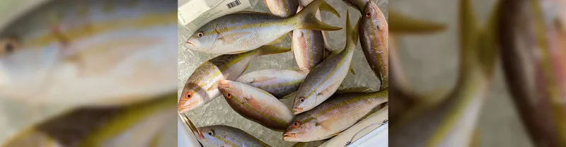 Yellowtail Snapper